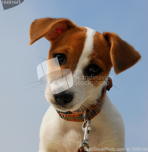 Image of puppy jack russel terrier