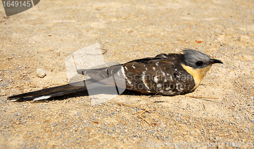 Image of Great Spotted Cuckoo