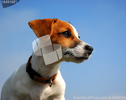 Image of puppy jack russel terrier