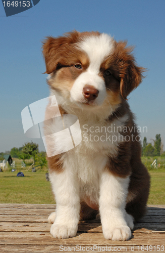 Image of puppy australian shepherd