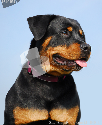 Image of rottweiler