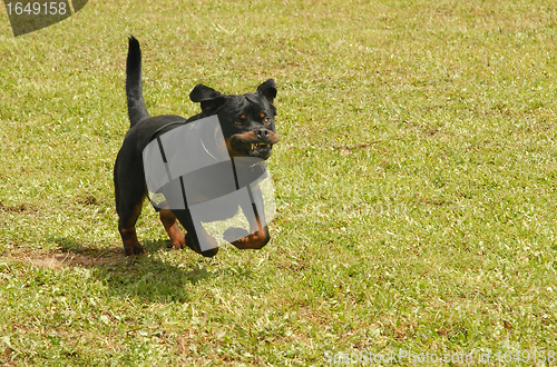 Image of running rottweiler