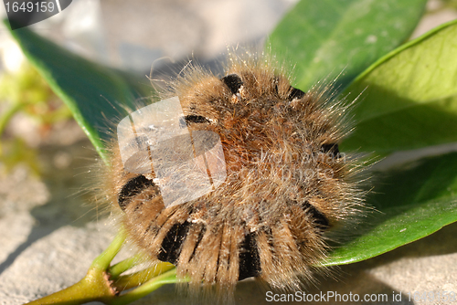 Image of caterpillar