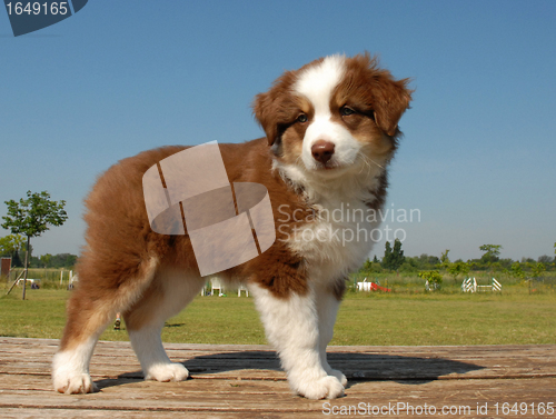 Image of puppy australian shepherd