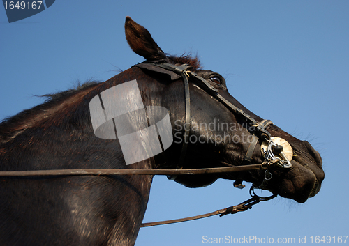 Image of bit and head of horse