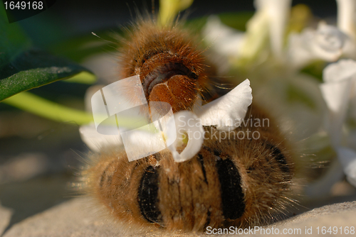 Image of caterpillar