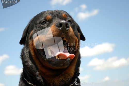 Image of rottweiler