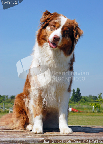 Image of australian shepherd