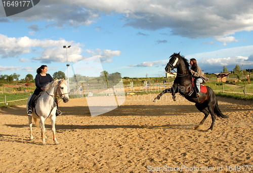 Image of rearing horse