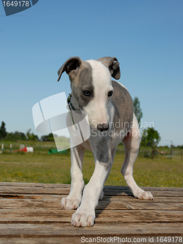 Image of puppy whippet