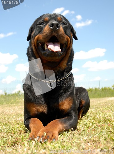 Image of rottweiler