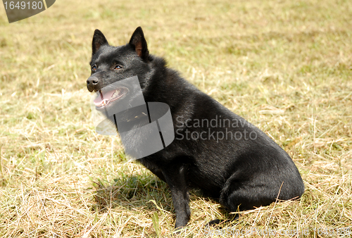 Image of Schipperke
