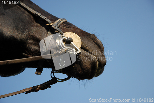 Image of bit and head of horse