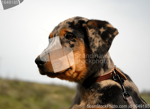 Image of puppy beauceron