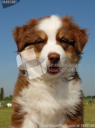 Image of puppy australian shepherd