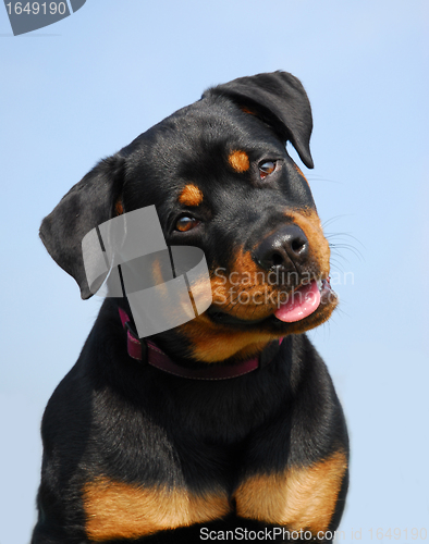 Image of rottweiler