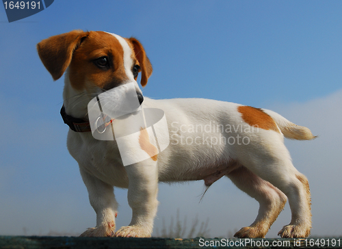 Image of puppy jack russel terrier