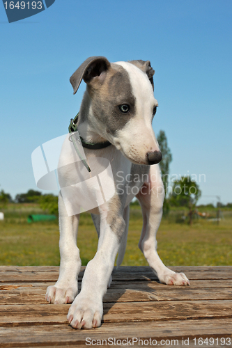 Image of puppy whippet