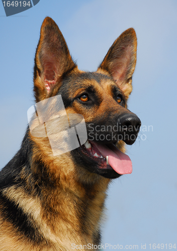 Image of german shepherd