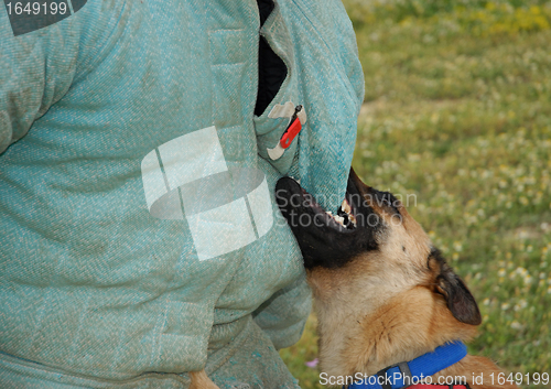 Image of biting malinois