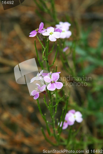 Image of wildflower