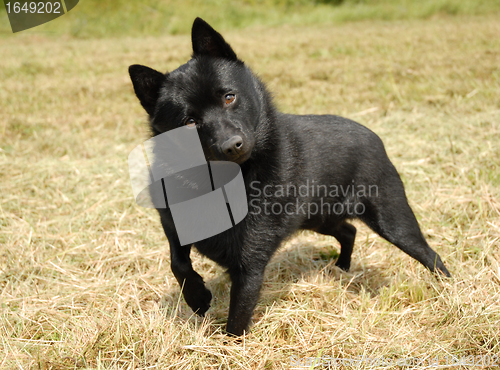 Image of Schipperke