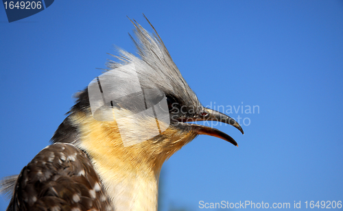 Image of Great Spotted Cuckoo