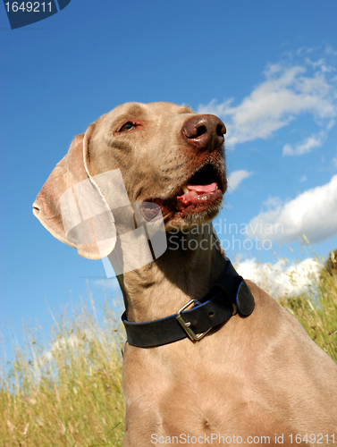 Image of weimaraner