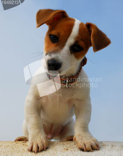 Image of puppy jack russel terrier