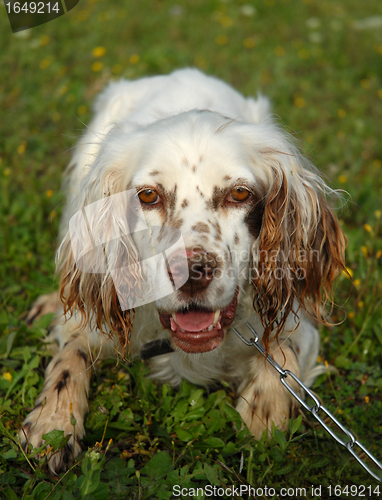 Image of english setter