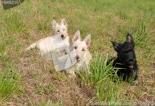 Image of puppies scottish terrier