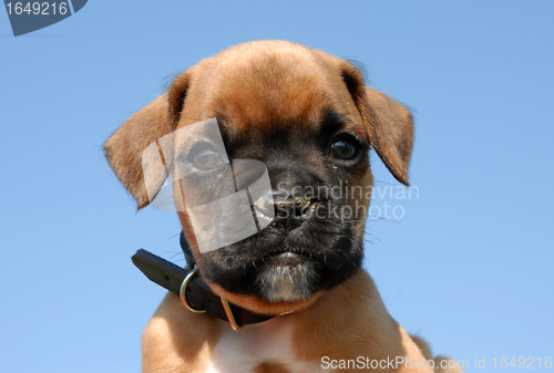 Image of puppy boxer