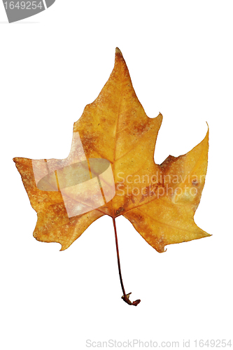 Image of dry leaf tree in autumn