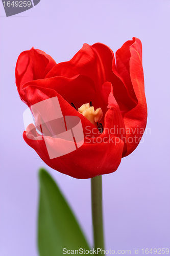 Image of red tulip