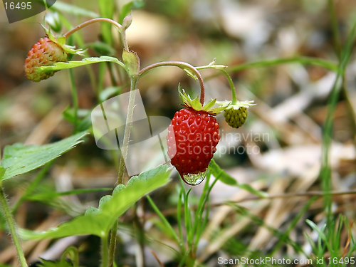 Image of wild  strawberries after rain