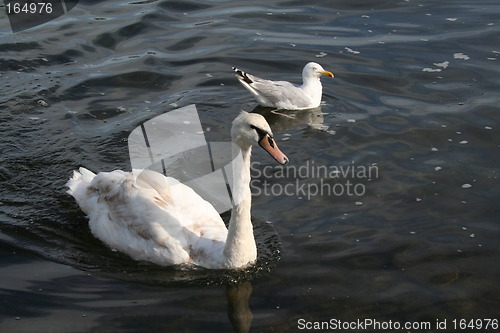 Image of The swan and the seagull