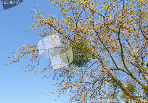 Image of Tree picture