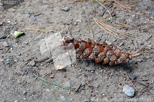 Image of Pine Cone on the ground