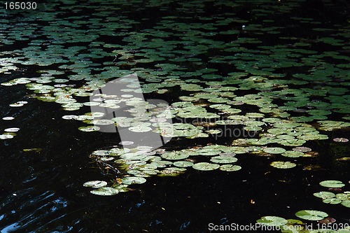 Image of lily pads