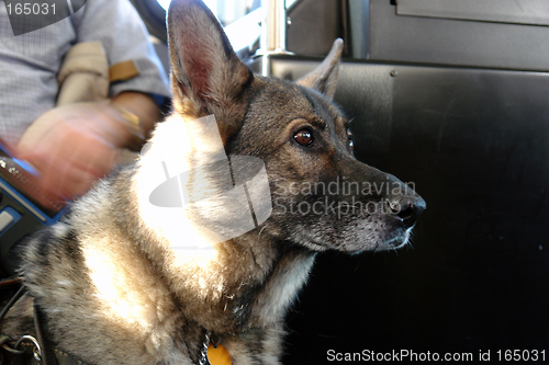 Image of German Shepherd seeing eye dog