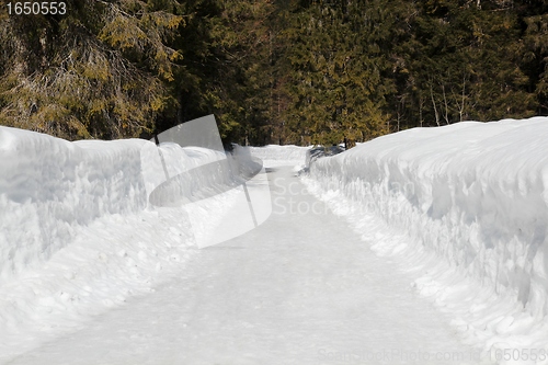 Image of Snowpath in a wood