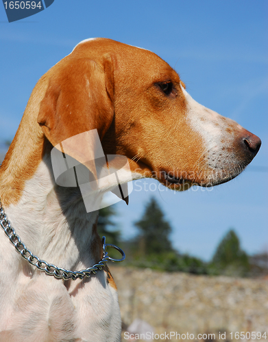 Image of Foxhound