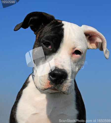 Image of american staffordhire terrier