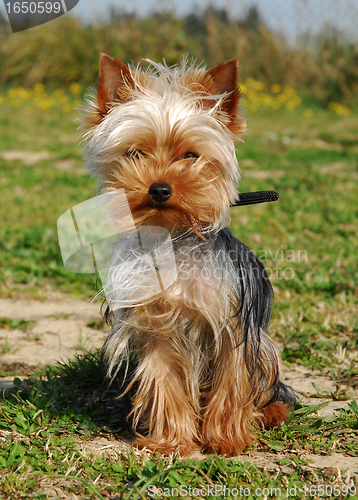 Image of yorkshire terrier
