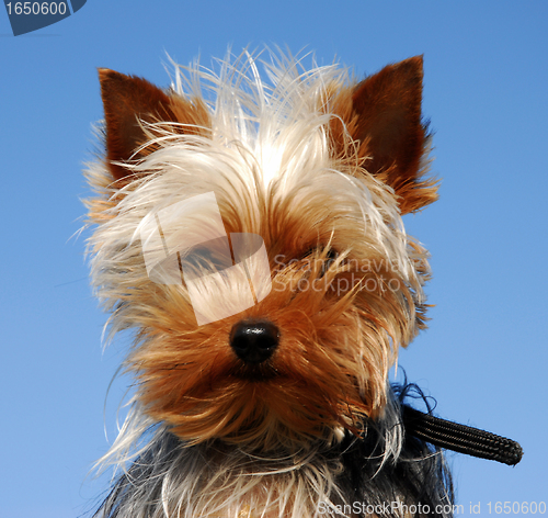 Image of yorkshire terrier