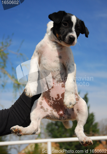 Image of puppy jack russel terrier