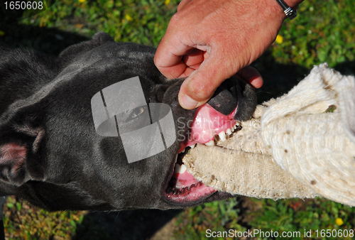 Image of cane corso