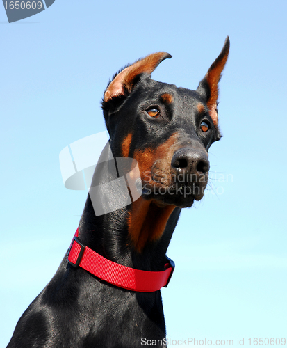 Image of doberman