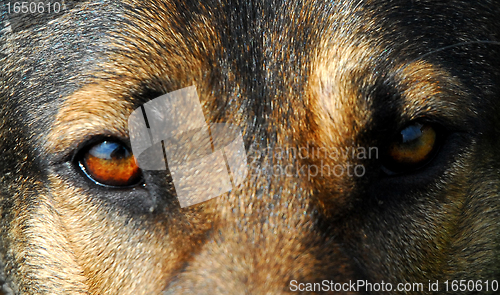 Image of german shepherd