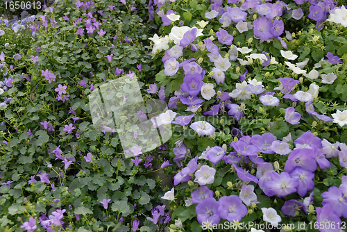 Image of field of flowers